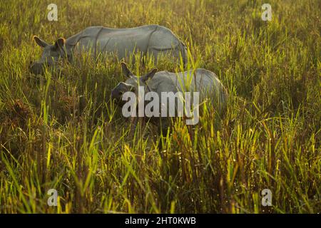 Rinoceronte indiano (Rhinoceros unicornis) madre e giovane in erba alta. Kaziranga National Park, Madhya Pradesh, India Foto Stock