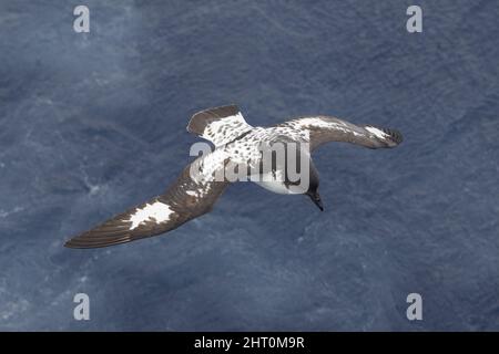 Capo Petrel (Daption Capense) in volo. Georgia del Sud, Antartide Foto Stock