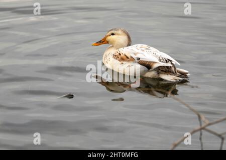 Anatra marrone bianco femmina, Anas platyrhynchos, nuoto nel lago Foto Stock