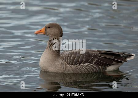 Greylag oca , Anser anser, nuota su un lago Foto Stock