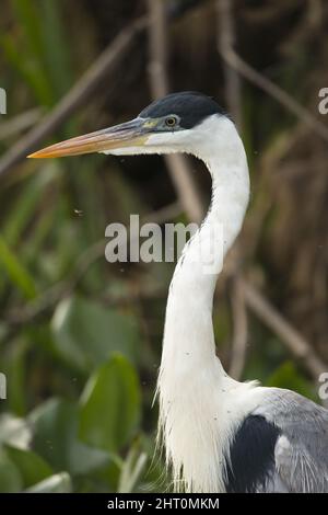 Heron Cocoi (Ardea cocoi) testa e collo. Mato Grosso, Pantanal, Brasile Foto Stock