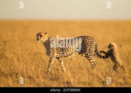 Cheetah (Acinonyx jubatus), femmina e giovane che gioca con la sua coda. Parco Nazionale di Serengeti, Tanzania Foto Stock