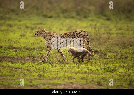 Cheetah (Acinonyx jubatus), femmina che cammina con un cucciolo giovane al suo fianco. Parco Nazionale di Serengeti, Tanzania Foto Stock