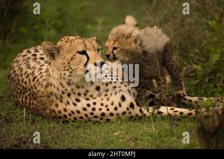 Cheetah (Acinonyx jubatus), femmina che riposa con cucciolo giovane. Parco Nazionale di Serengeti, Tanzania Foto Stock