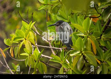 Airone di lava (Butorides sundevalli), arroccato in albero. Isole Galapagos, Ecuador Foto Stock