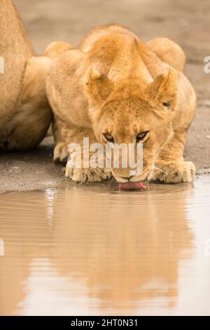 Leone africano (Panthera leo), grosso cucciolo che beve al fiume. Parco Nazionale di Serengeti, Tanzania Foto Stock