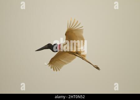 Jabiru (Jabiru mycteria) in volo. Mato Grosso, Pantanal, Brasile Foto Stock