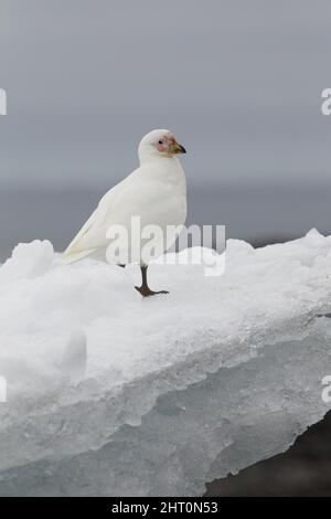 Ciotola nevosa (Chionis alba), in piedi su un piede di ghiaccio. Georgia del Sud, Antartide Foto Stock