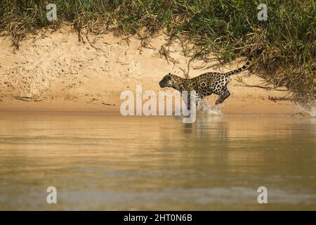 Jaguar (Panthera onca) maschio correre veloce per catturare capybaras, invisibili. Mato Grosso, Pantanal, Brasile Foto Stock