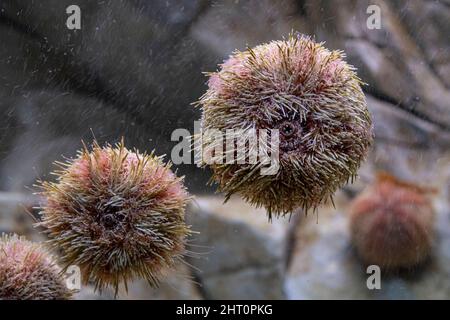 Gruppo di ricci di mare viola sotto l'acqua Foto Stock