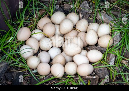Gli uccelli della Guinea helmeted (Numida meleagris) nidificano con le uova Foto Stock