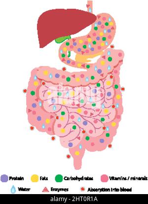 Diagramma che mostra l'illustrazione del sistema digestivo Illustrazione Vettoriale