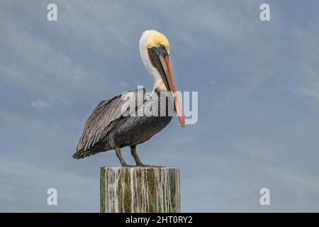 Primo piano di un adulto marrone Pelican arroccato su un palo Foto Stock