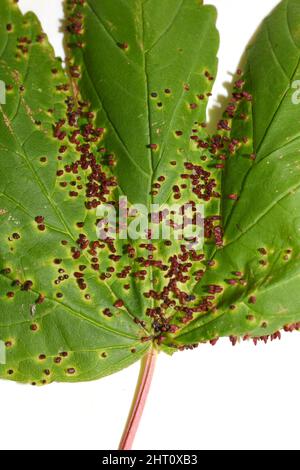 L'acero aceria aceria macrorhynchus Red Galls infezione su acer foglia Foto Stock