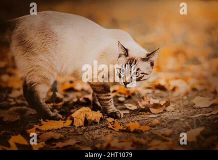 Una bella tabby carino gatto passeggiate in un giorno d'autunno nel parco tra le foglie e acorns di acero giallo secco caduto. Una passeggiata con un animale domestico. Natura a Settem Foto Stock