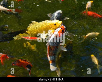 Molti koi carp (Cyprinus) multicolore sulla superficie dell'acqua Foto Stock