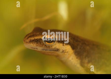 Closeup sulla testa di una femmina adulta comune neonato liscio, Lissotriton vulgaris, sott'acqua Foto Stock