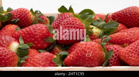 Alcune deliziose fragole di fondo, appena raccolte, e messo in una scatola di legno. Uno dei raccolti più grandi è prodotto nella provincia di Huelva, Sp Foto Stock