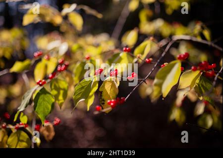 Primo piano del cespuglio con bacche rosse. Lonicera maackii, la nido d'ape di Amur. Foto Stock