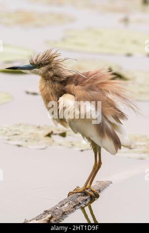 Una sgarza ciuffetto su di un ramo nell'Oasi Lipu di Torrile (Parma, Italia) Foto Stock