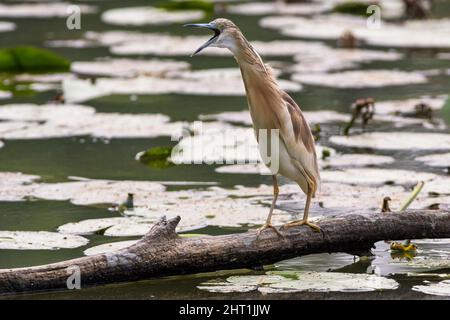 Una sgarza ciuffetto si trova su di un ramo nell'Oasi Lipu di Torrile (Parma, Italia) Foto Stock