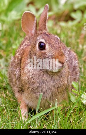 Verticale di un coniglio marrone in piedi sull'erba e guardando da parte Foto Stock