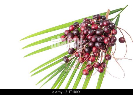 Euterpe oleracea - Acai frutto della Manaca delle Palme Foto Stock