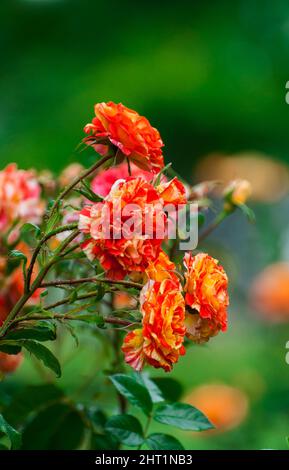 Colpo verticale di un'arancia rosa catturata in un parco locale a Southampton, Regno Unito Foto Stock