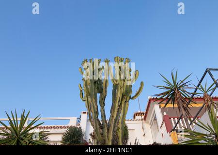 Un grande cactus, visto dal basso verso il cielo blu come sfondo. Visto sul lungomare di Matalascañas, Spagna. Foto Stock