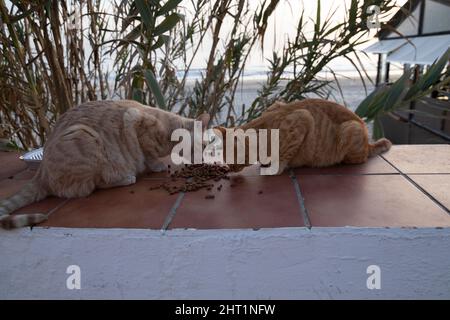 Due gatti randagi che mangiano sulla parte superiore di un muro. Sullo sfondo la spiaggia. Foto Stock