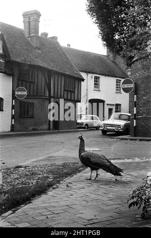 A Peacock in Warwick, Warwickshire, West Midlands. 28th ottobre 1966. Foto Stock