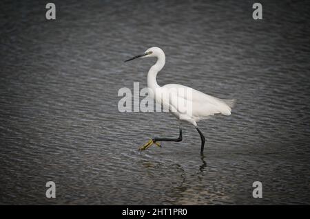 Piccola egretta (egretta garzetta) guado / camminando attraverso acque poco profonde Foto Stock