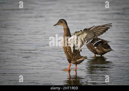 Anatra di mallardo femminile (Anas platyrhynchos) che spalma le ali mentre si fermava in acqua Foto Stock