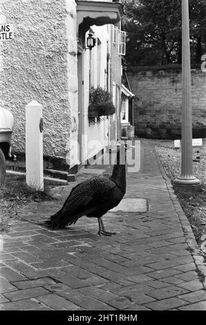 A Peacock in Warwick, Warwickshire, West Midlands. 28th ottobre 1966. Foto Stock