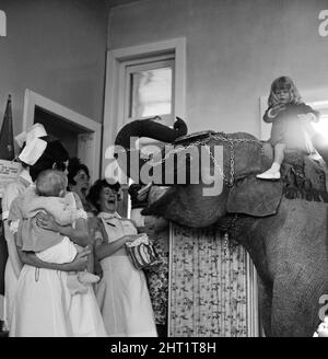 Juanita Jahn di tre anni (seduto su un elefante), figlia di Harry Jahn, allenatore di elefanti con Billy Smarts Circus, portò Gilda, uno degli elefanti del papà, lungo il Queen's Park Hospital di Blackburn, Lancs, dove nacque tre anni fa. Maggio 1965. Foto Stock