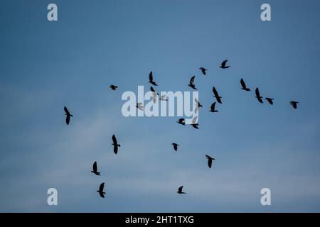 Un grande gregge di gallo (Corvus frugilegus) in volo sotto un lucernario blu, Wiltshire UK Foto Stock