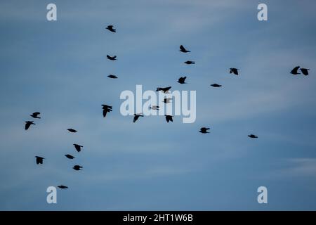 Un grande gregge di gallo (Corvus frugilegus) in volo sotto un lucernario blu, Wiltshire UK Foto Stock