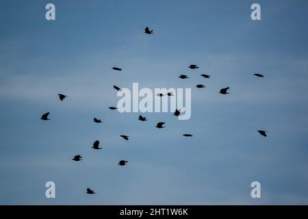 Un grande gregge di gallo (Corvus frugilegus) in volo sotto un lucernario blu, Wiltshire UK Foto Stock