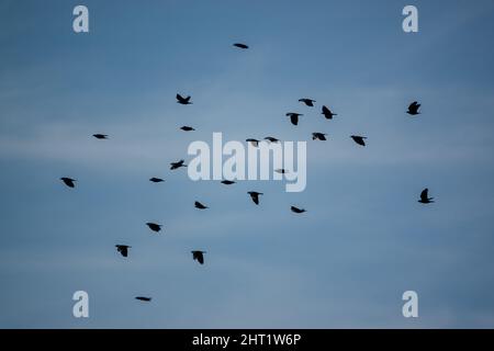 Un grande gregge di gallo (Corvus frugilegus) in volo sotto un cielo blu, Wiltshire UK Foto Stock