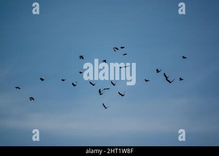 Un grande gregge di gallo (Corvus frugilegus) in volo sotto un lucernario blu, Wiltshire UK Foto Stock