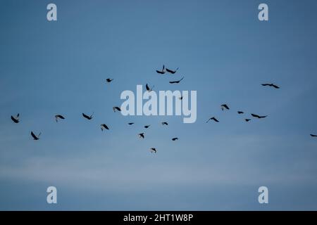 Un grande gregge di gallo (Corvus frugilegus) in volo sotto un lucernario blu, Wiltshire UK Foto Stock