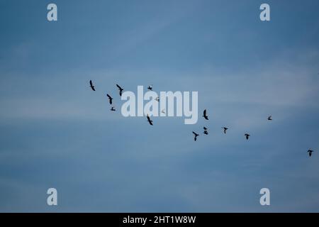 Un grande gregge di gallo (Corvus frugilegus) in volo sotto un lucernario blu, Wiltshire UK Foto Stock