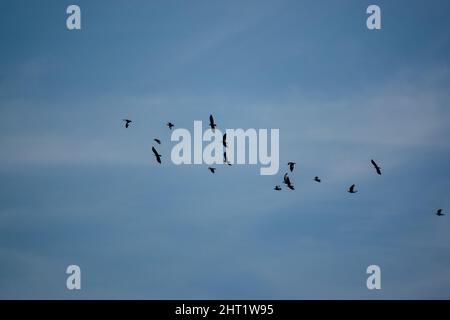 Un grande gregge di gallo (Corvus frugilegus) in volo sotto un lucernario blu, Wiltshire UK Foto Stock