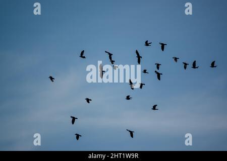 Un grande gregge di gallo (Corvus frugilegus) in volo sotto un lucernario blu, Wiltshire UK Foto Stock