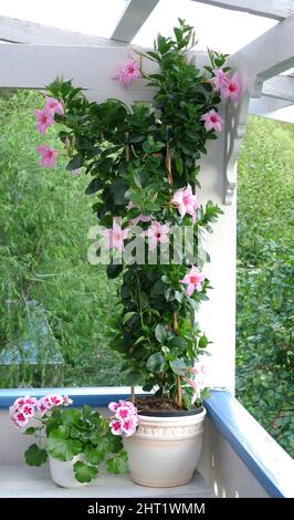 Mandevilla dipladenia in vaso Foto Stock