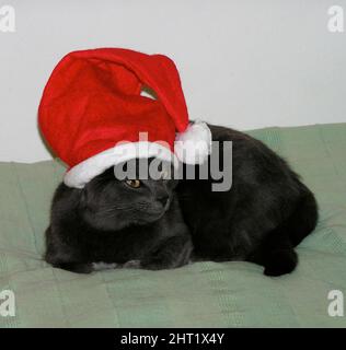 Gatto con cappello di santa Foto Stock