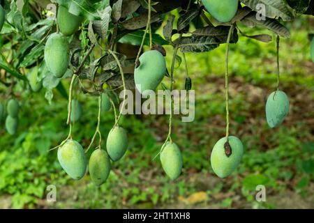 Mango è un albero tropicale coltivato in tutto il mondo, e ora la sua agricoltura è stata estesa in tutto il mondo in molti continenti Foto Stock