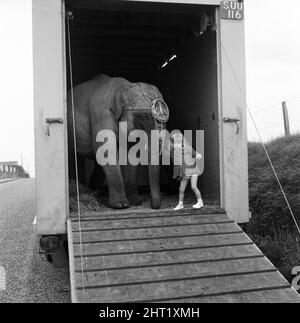 Juanita Jahn, figlia di Harry Jahn, addestratore di elefanti con Billy Smarts Circus, prese Gilda, uno degli elefanti del suo papà lungo l'ospedale di Blackburn, Lancs, dove era nata tre anni fa. Maggio 1965. Foto Stock