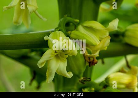 I fiori di papaya sono fragranti e hanno cinque petali da bianco crema a giallo-arancio. I fiori si presentano in axils delle foglie e le foglie più vecchie muoiono e cadono come l'albero g Foto Stock