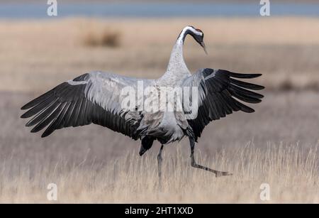 Gru comune , Grus grus , sbarco, Gallocanta , Spagna Foto Stock